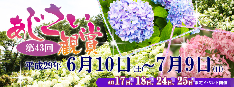 あじさい観賞