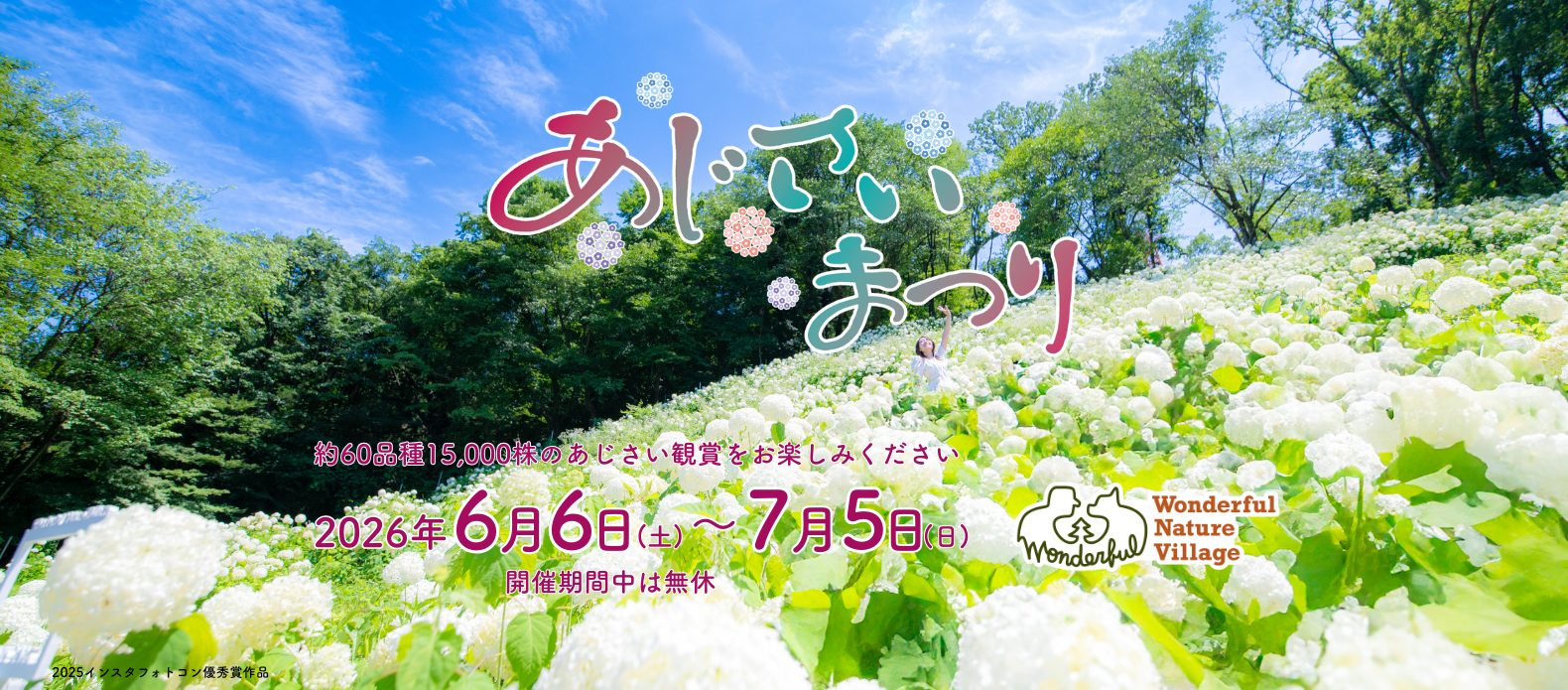 2026年あじさいまつり告知画像